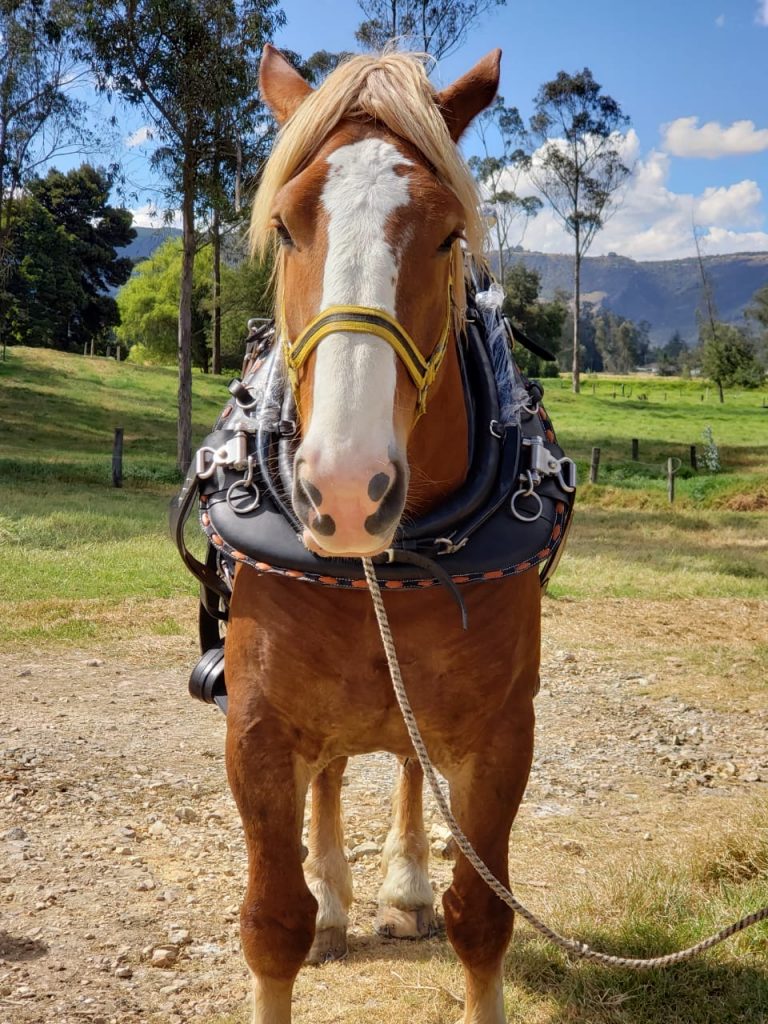 Horse Harness CTK Saddlery